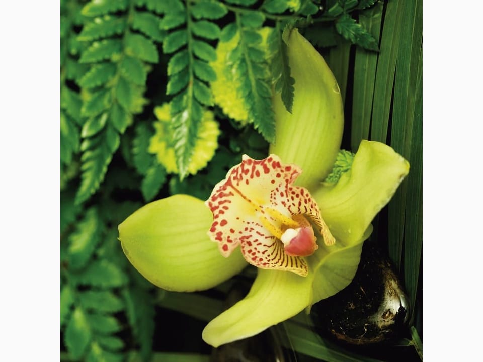 Fototapeta Żółty kwiat orchidei i liście