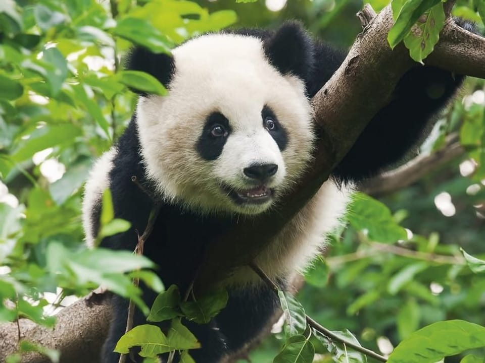 Fototapeta Panda wśród zieleni dżungli na wymiar