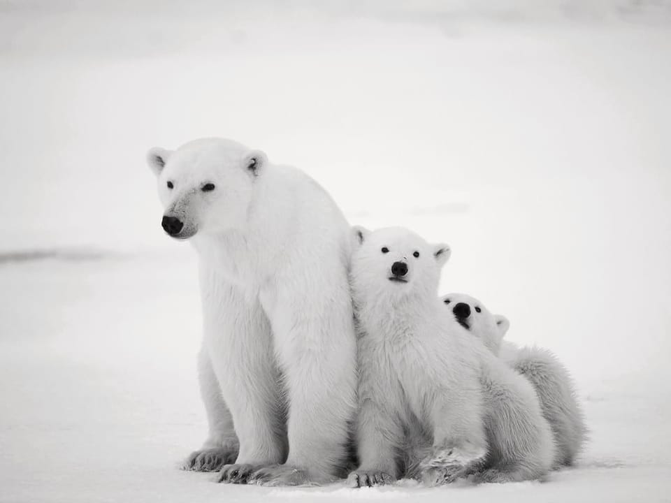 Fototapeta Niedźwiedzie polarne na śniegu na wymiar