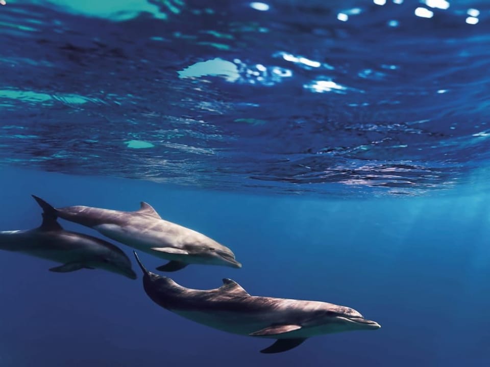 Fototapeta Delfiny w błękitnym oceanie na wymiar