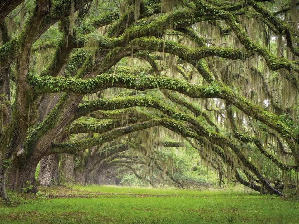 Fototapeta Leśne gęstwiny z mchem