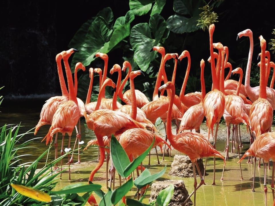 Fototapeta Flamingi w słonecznej wodzie na wymiar
