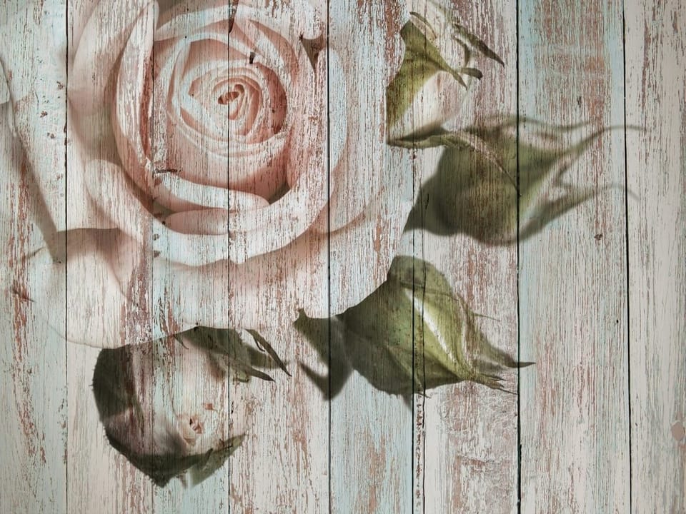 Fototapeta Róża na drewnianym tle