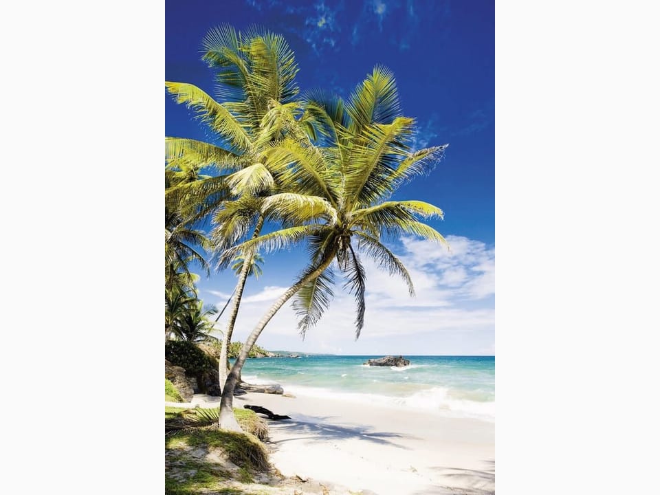 Fototapeta Palmy na tropikalnej plaży na wymiar