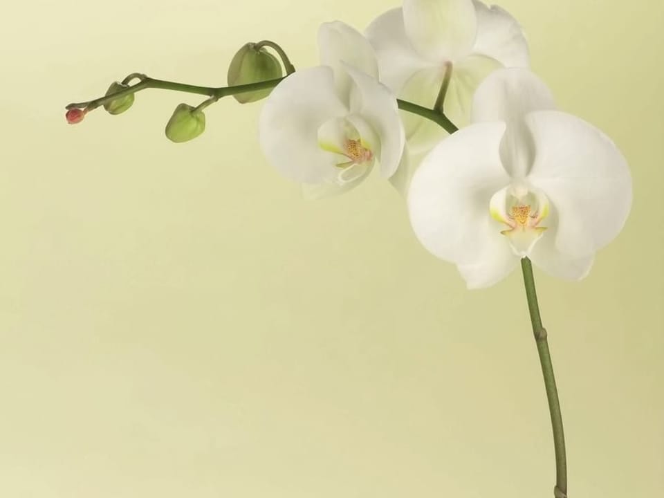 Fototapeta Biała orchidea na łodydze na wymiar