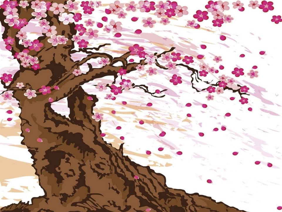 Fototapeta Sakura i różowe kwiaty wiśni na wymiar