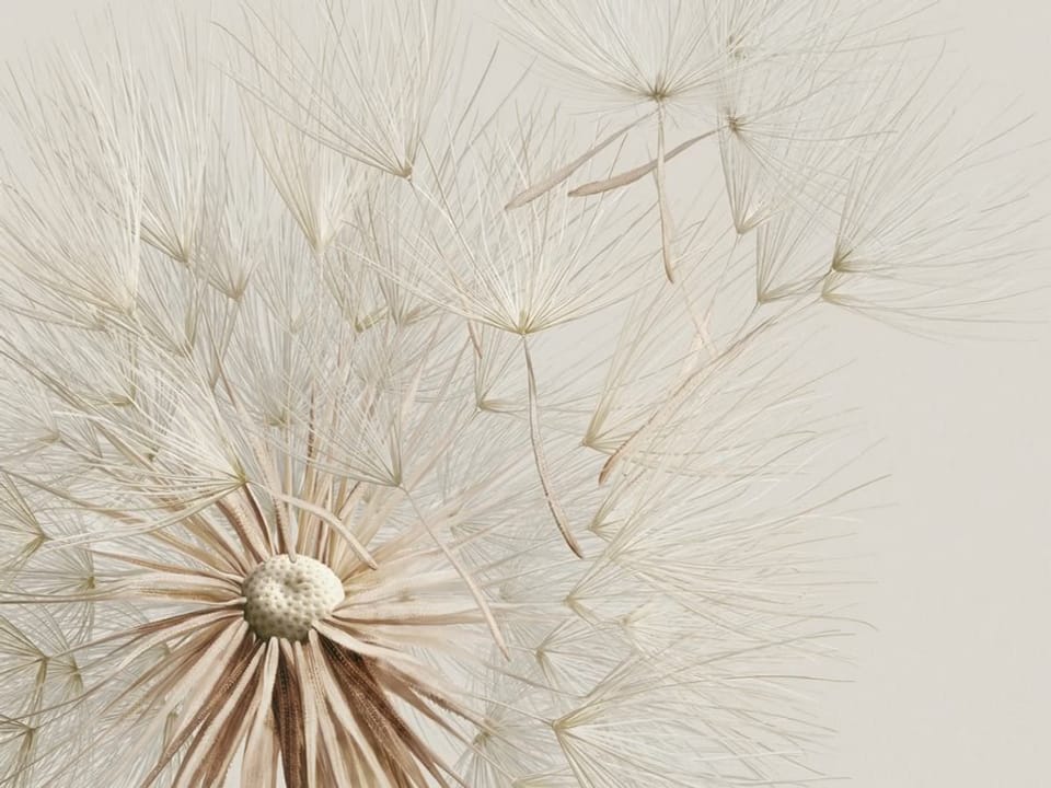 Fototapeta Subtelne dmuchawce w zbliżeniu