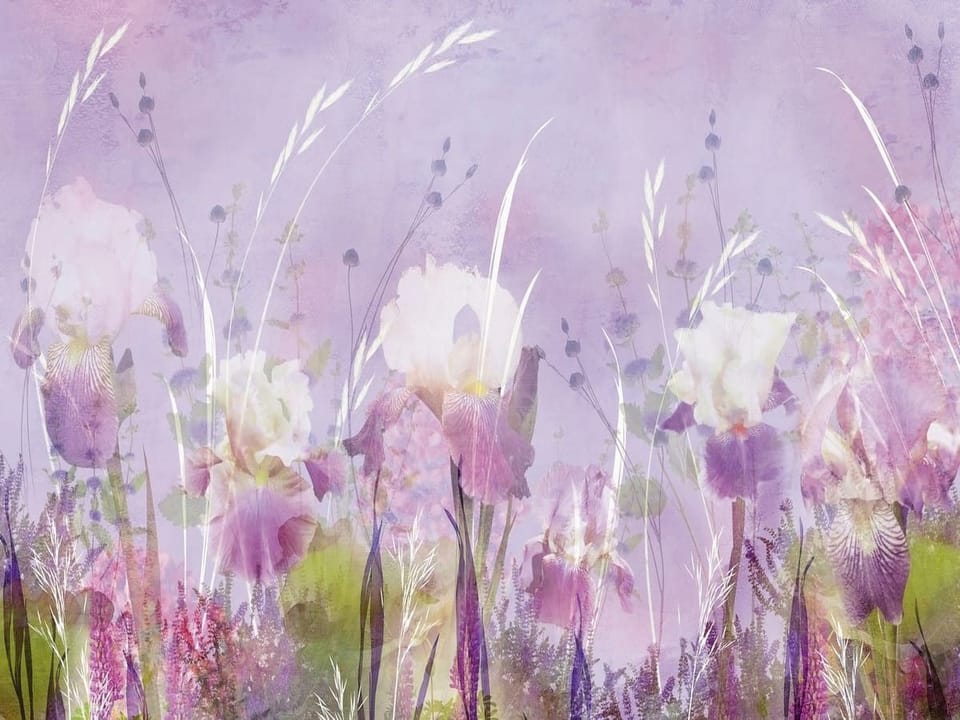 Fototapeta Irysy na tle łąki