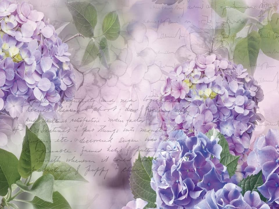 Fototapeta Kwiaty hortensji w fioletach