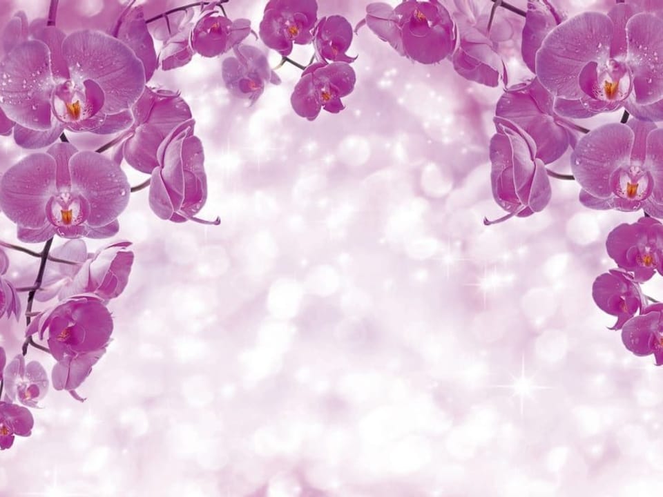 Fototapeta Orchidee na gałęziach w łuku na wymiar