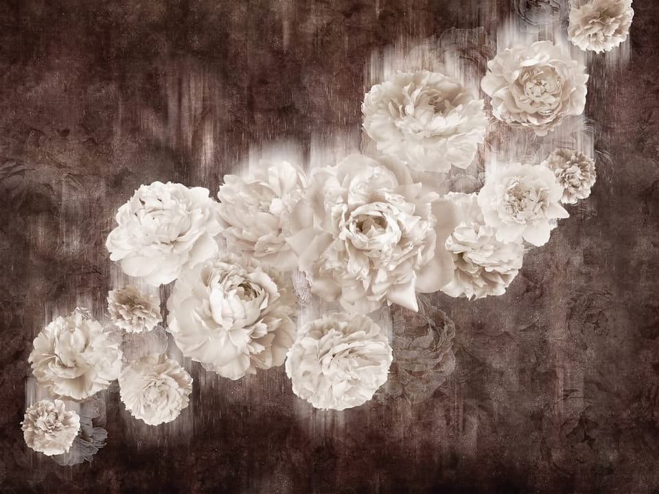 Fototapeta Białe Piwonie na Ciemnym Tle