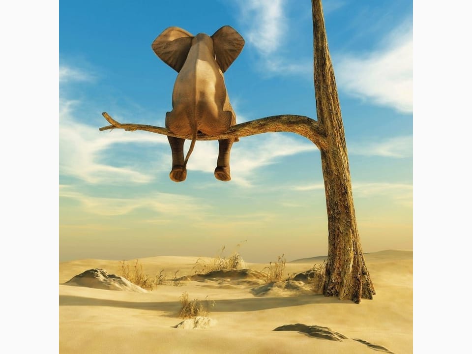 Fototapeta Słoń na gałęzi w pustynnym krajobrazie