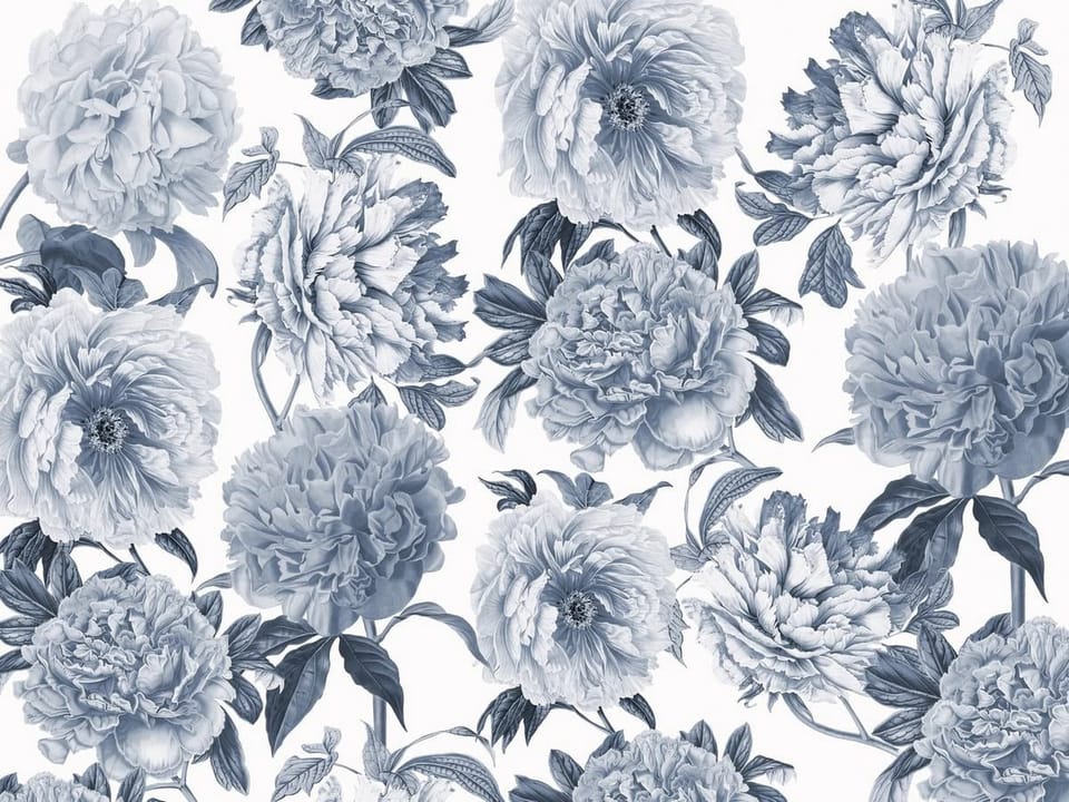 Fototapeta Piwonie na białym tle