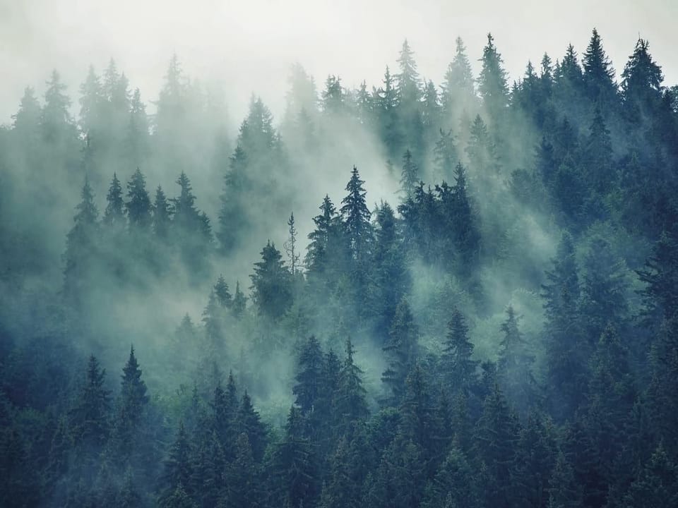 Fototapeta Mglisty las iglasty