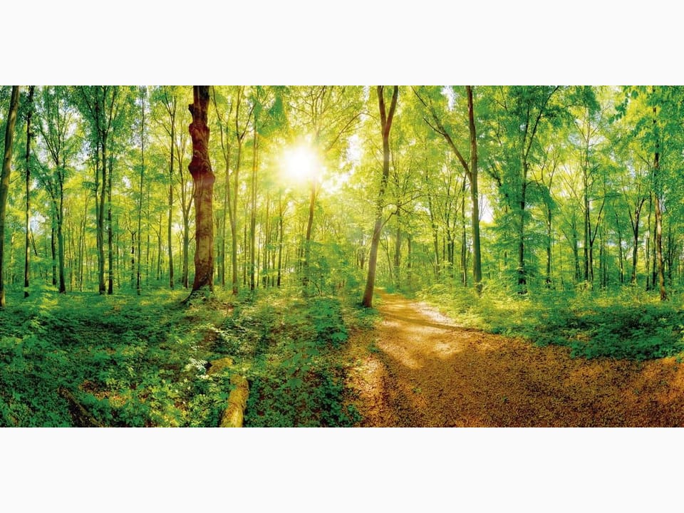 Fototapeta Las o świcie z promieniami słońca