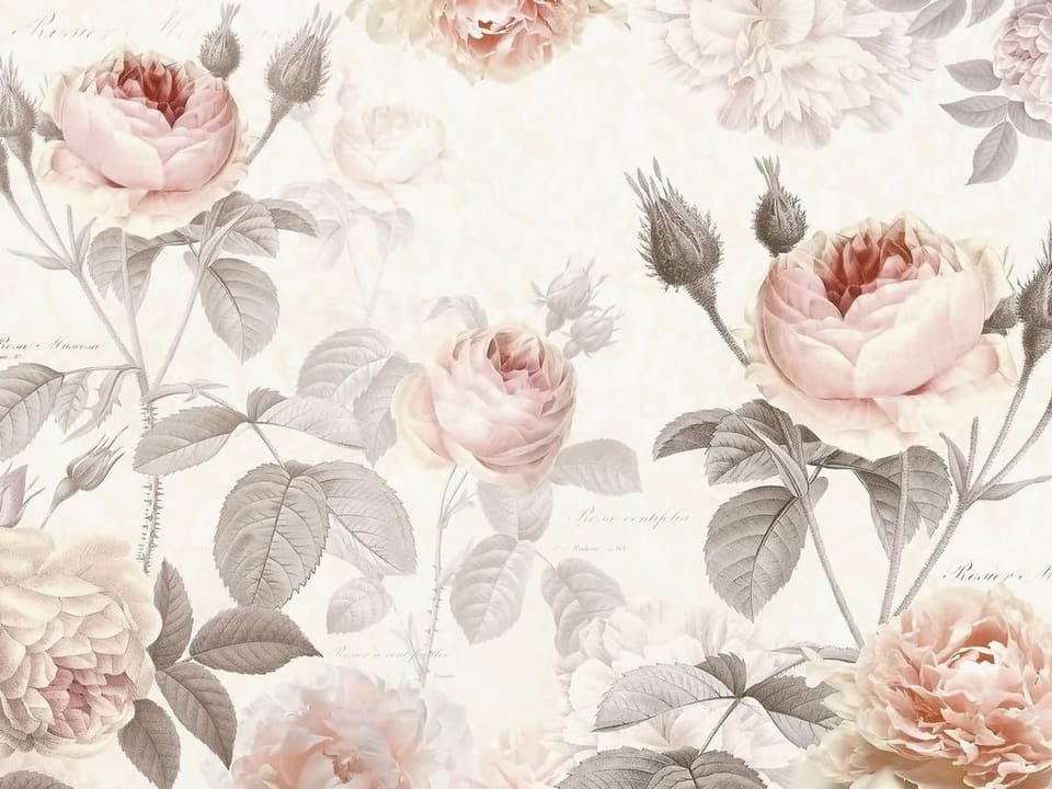 Fototapeta Różowe róże na jasnym tle