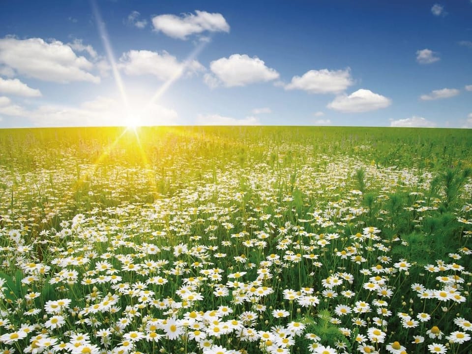 Fototapeta Pole kwiatów rumianku