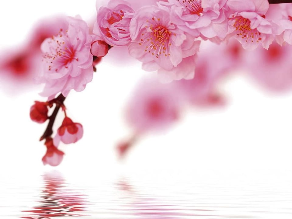 Fototapeta Sakura z różowymi kwiatami na wymiar