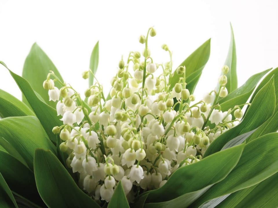 Fototapeta Bukiet konwalii z liśćmi