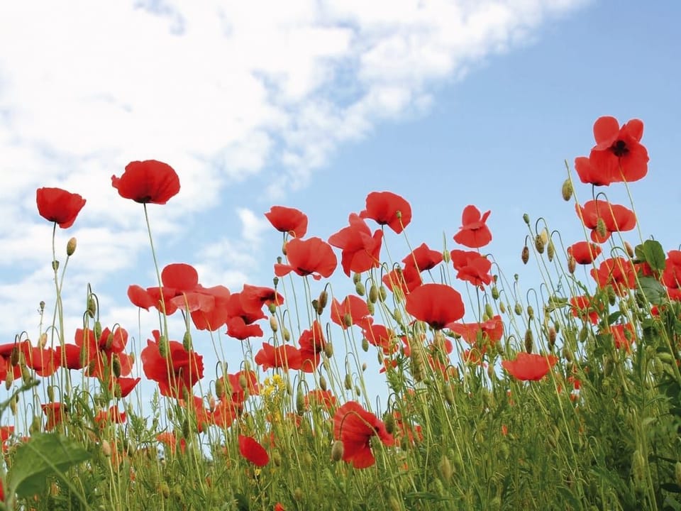 Fototapeta Pole czerwonych maków na łące