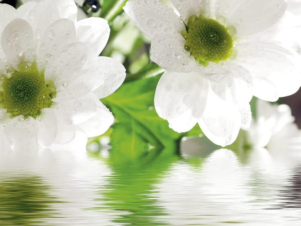 Fototapeta Stokrotki z kroplami wody