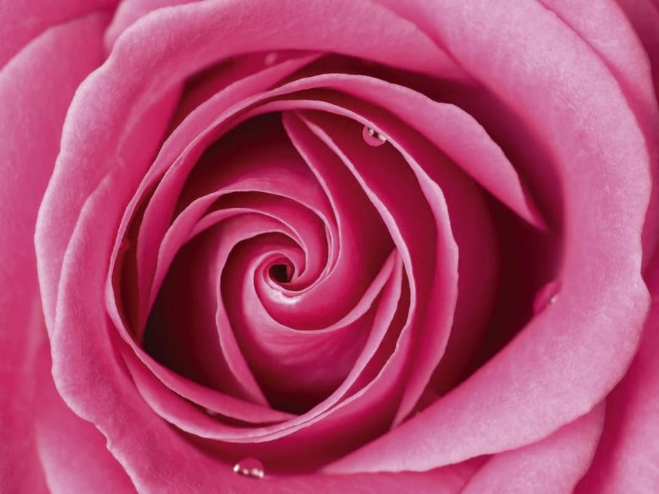 Fototapeta Róże w Delikatnych Odcieniach