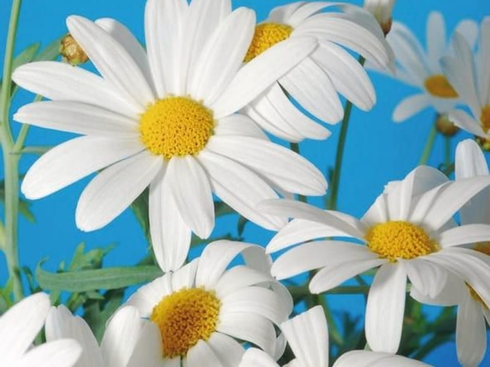 Fototapeta Białe stokrotki na błękicie