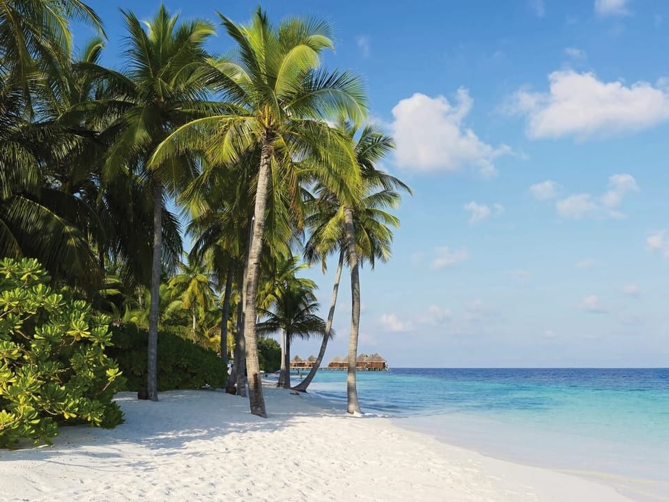 Fototapeta Tropikalna plaża z palmami