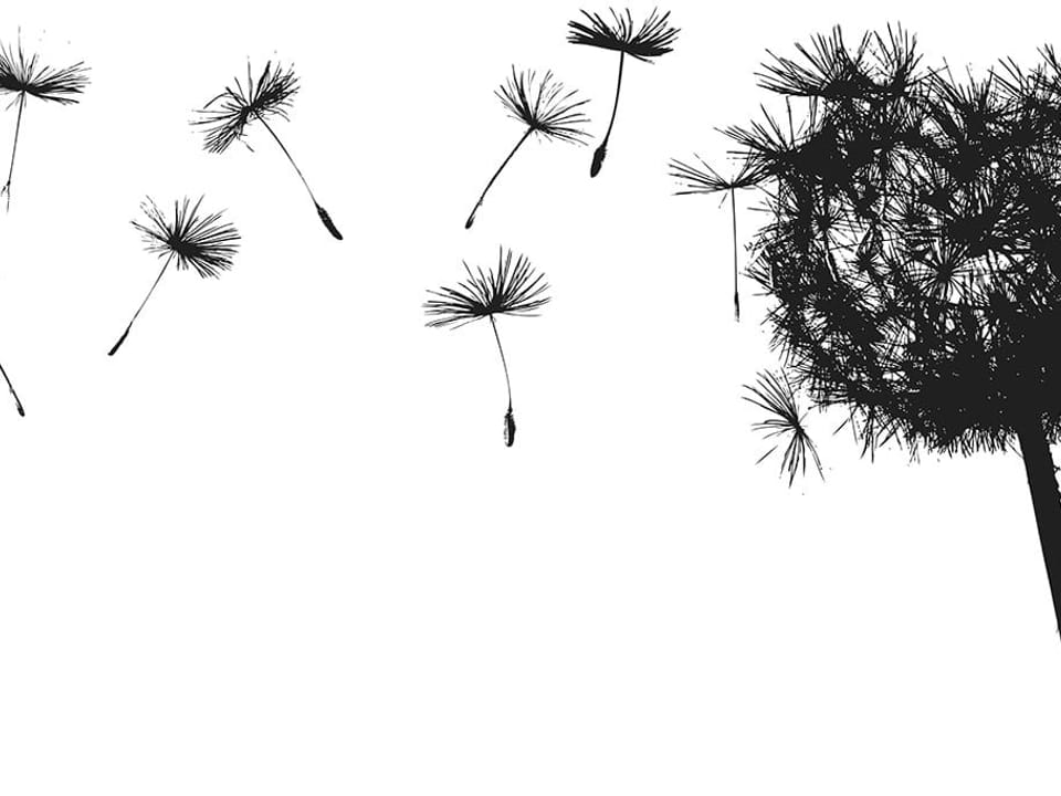 Fototapeta Dmuchawiec z odlatującymi nasionami