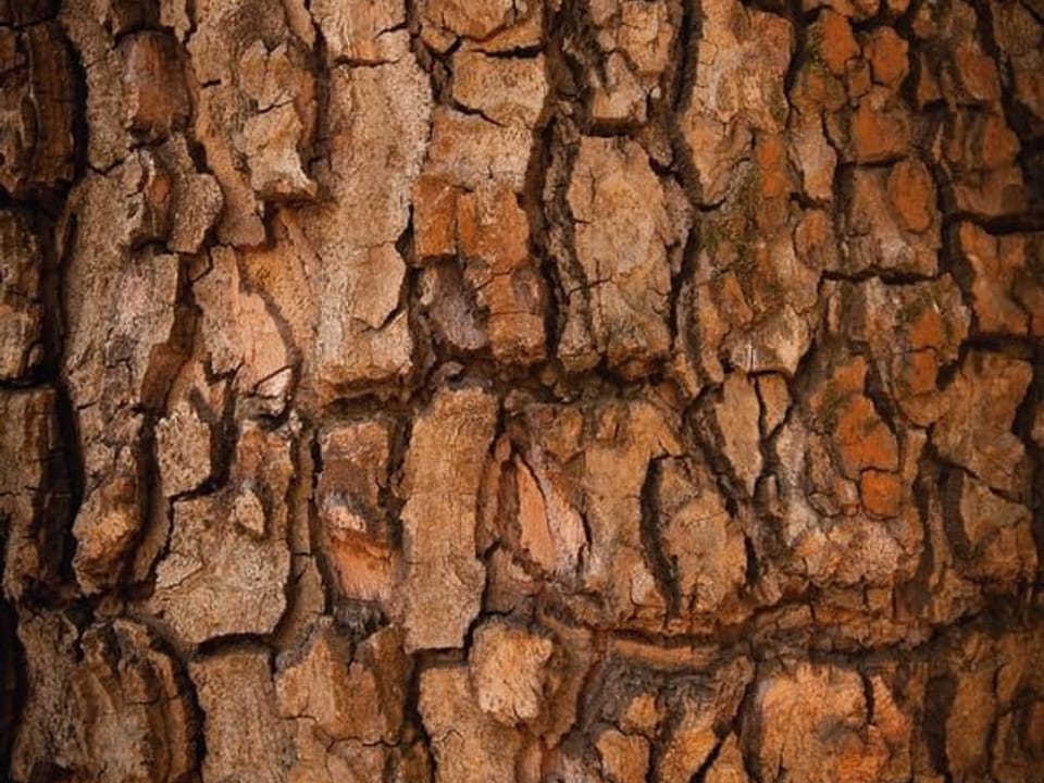 Fototapeta Tekstura Kory Drzewa na wymiar