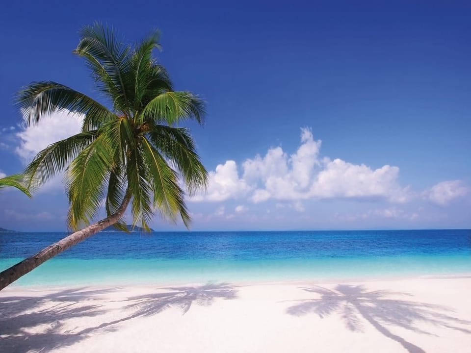 Fototapeta Palma na tropikalnej plaży