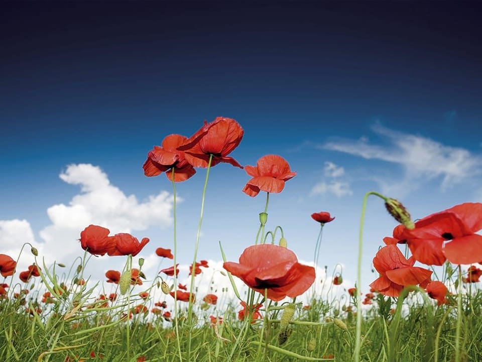 Fototapeta Czerwone maki na letniej łące