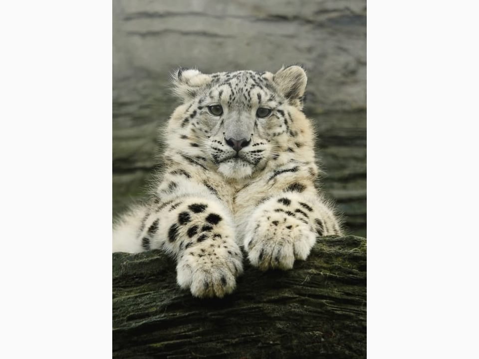 Fototapeta Śnieżny lampart na skale na wymiar