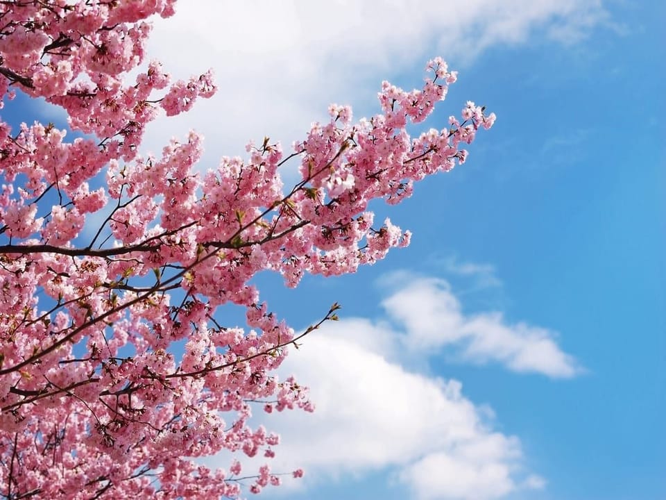Fototapeta Gałąź sakury na tle nieba