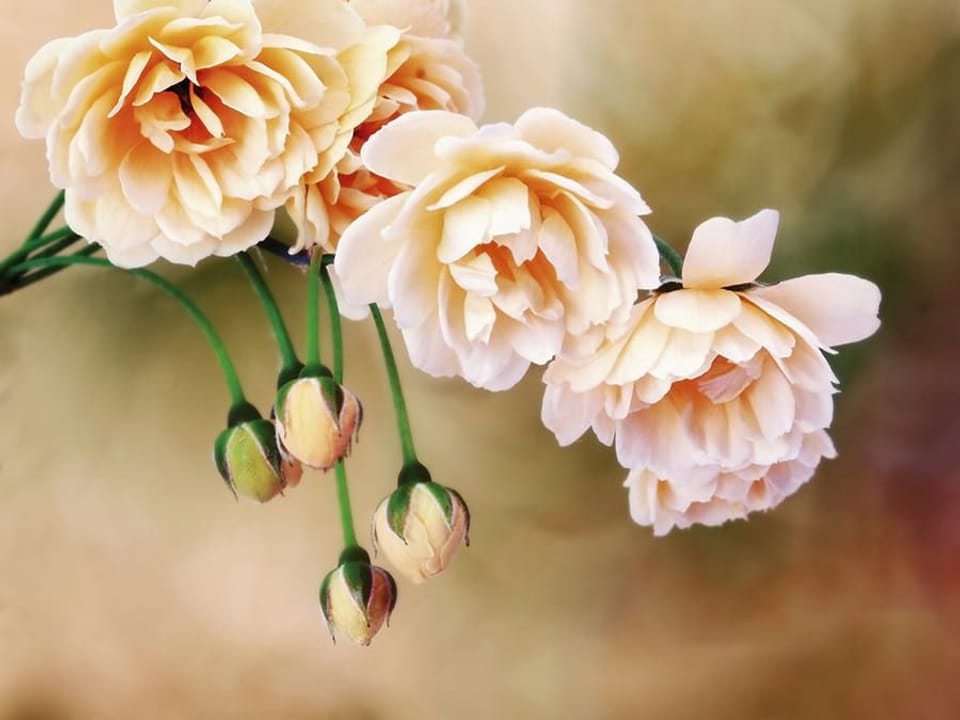 Fototapeta Róże w pełnym rozkwicie