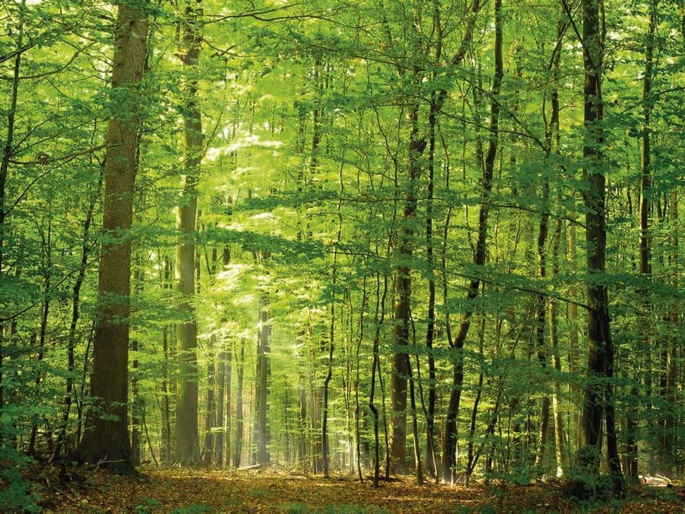 Fototapeta Las o świcie z promieniami słońca na wymiar