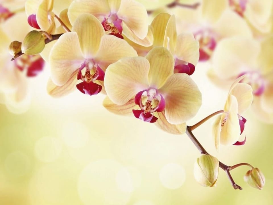 Fototapeta Orchidee w pastelowych barwach na wymiar