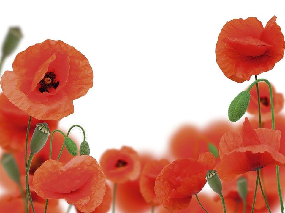 Fototapeta Czerwone maki na białym tle