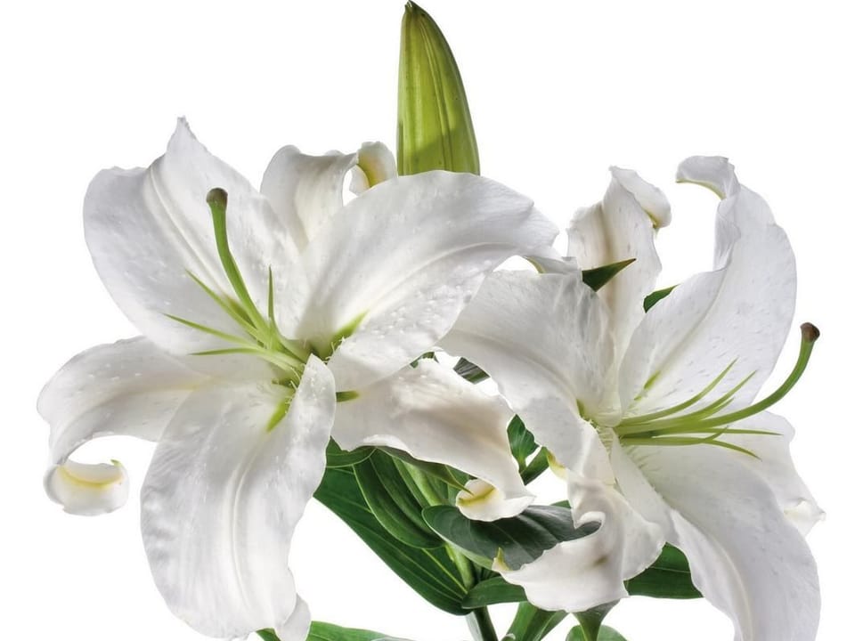 Fototapeta Białe Lilie z Zielonymi Liśćmi