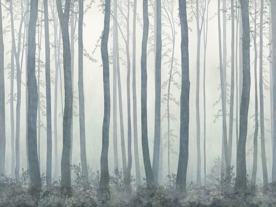 Fototapeta Wysokie drzewa w lesie z mgłą