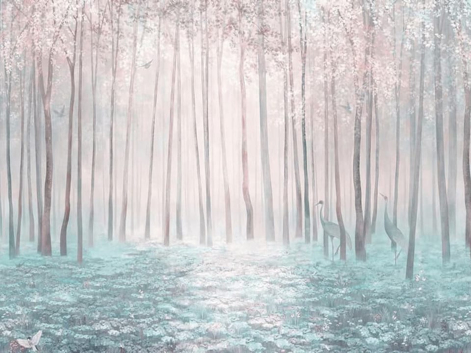 Fototapeta Las z Wysokimi Drzewami i Mgłą