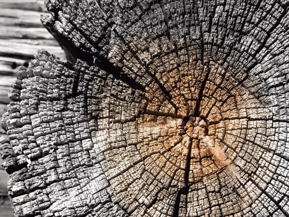 Fototapeta Przekrój pnia drzewa z bliska na wymiar