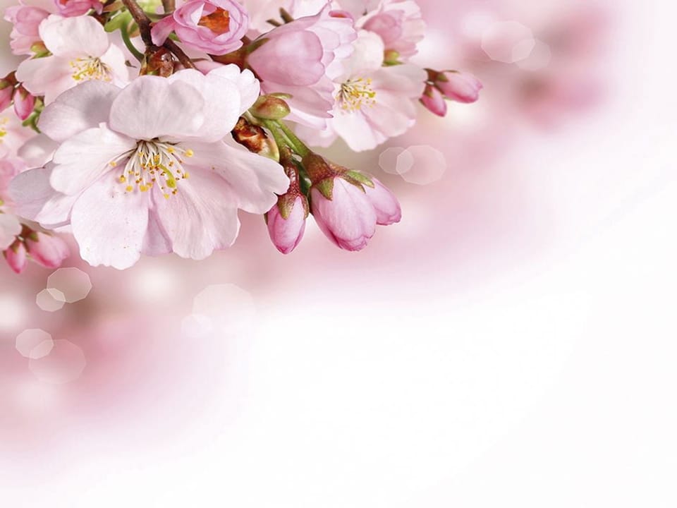 Fototapeta Gałązka kwitnącej wiśni Sakura na wymiar