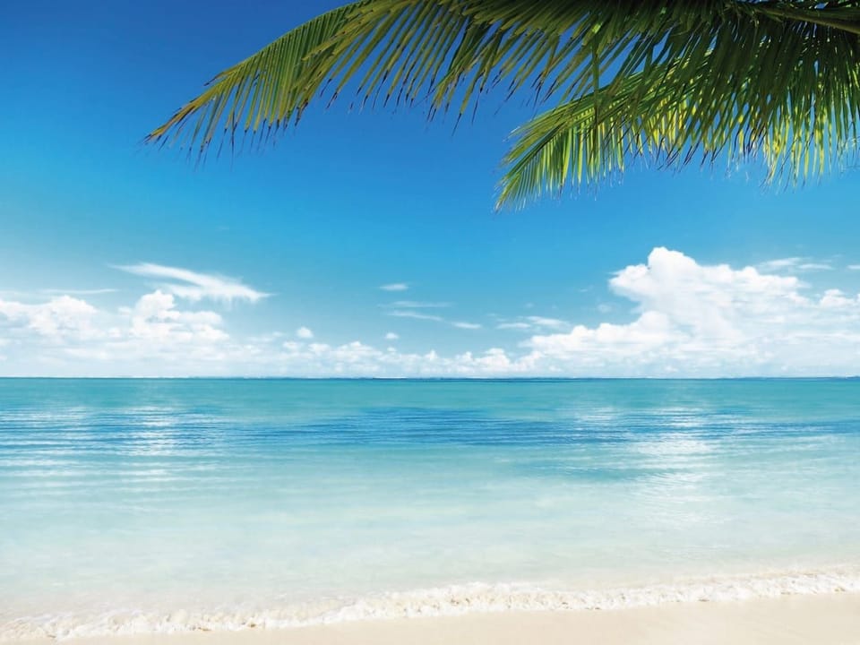 Fototapeta Plaża z palmą i oceanem na wymiar
