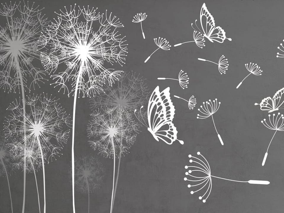 Fototapeta Białe dmuchawce na szarym tle