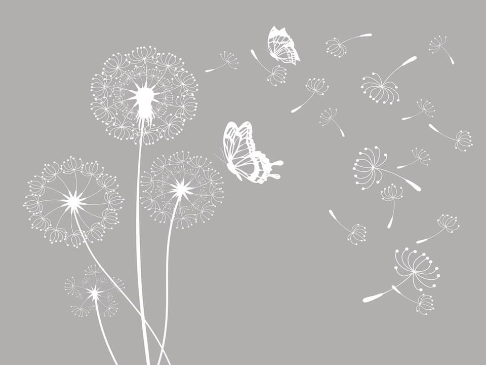 Fototapeta Białe dmuchawce na szarym tle