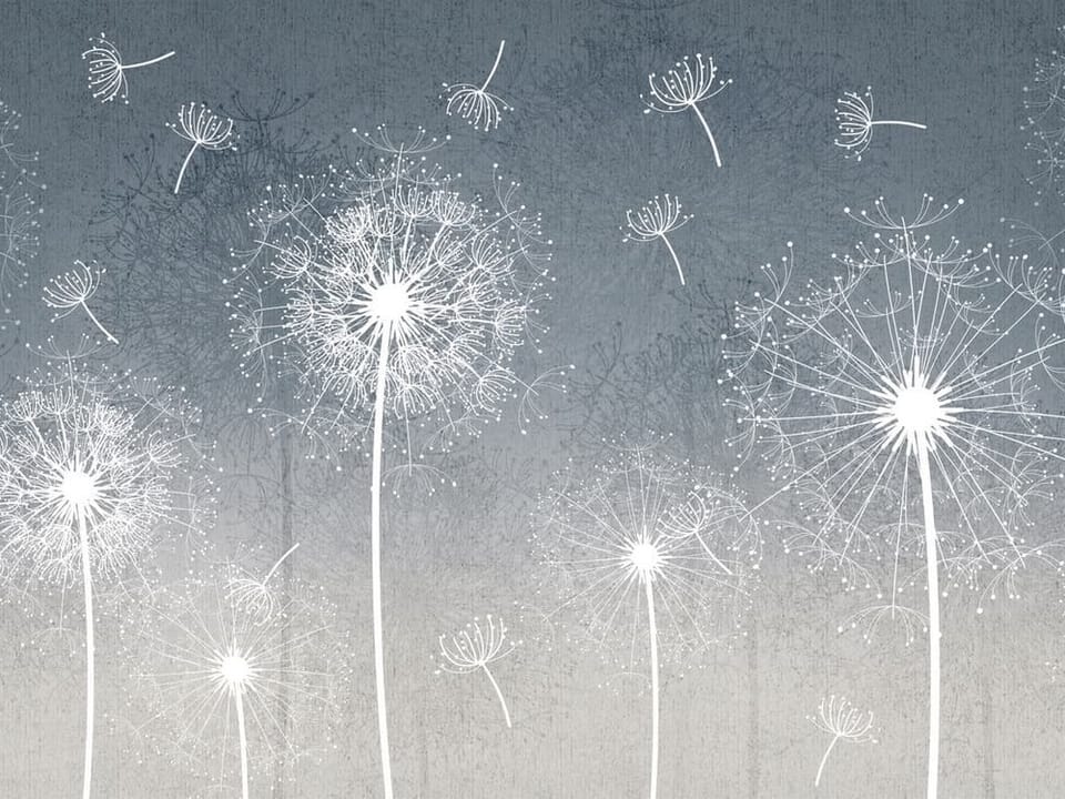 Fototapeta Białe dmuchawce na szarym tle