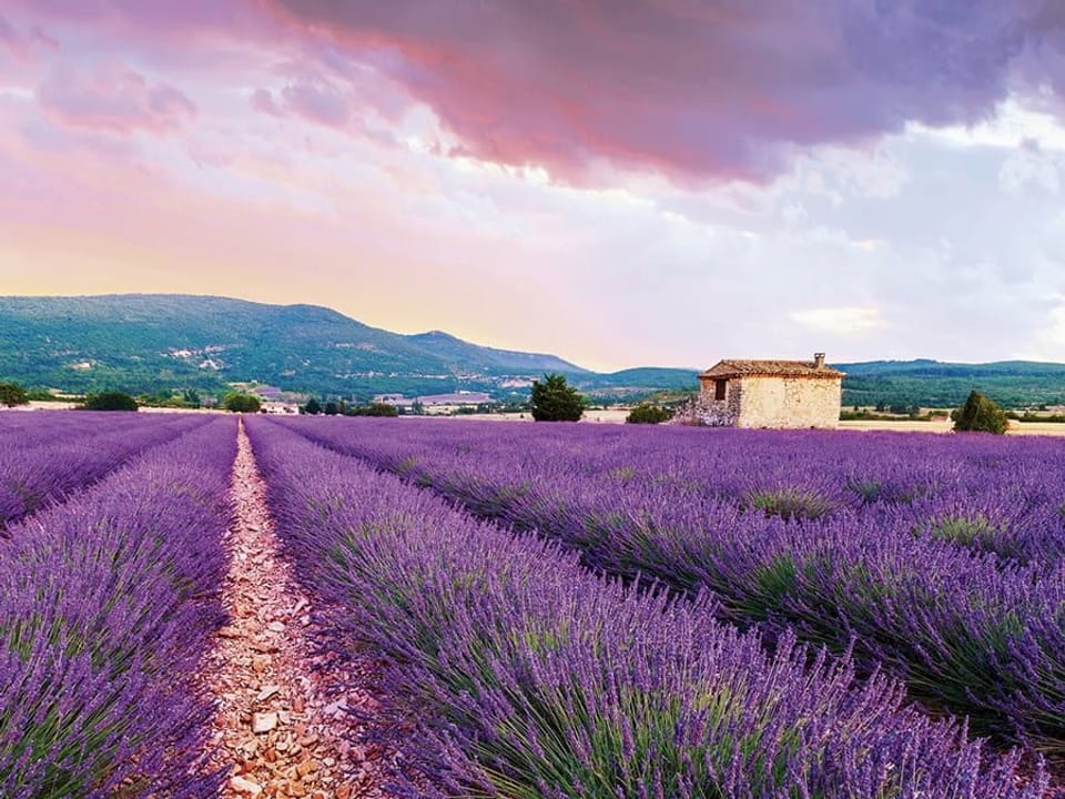 Fototapeta Pole lawendy z kamiennym domem