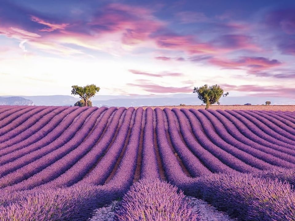 Fototapeta Pole lawendy o zachodzie słońca