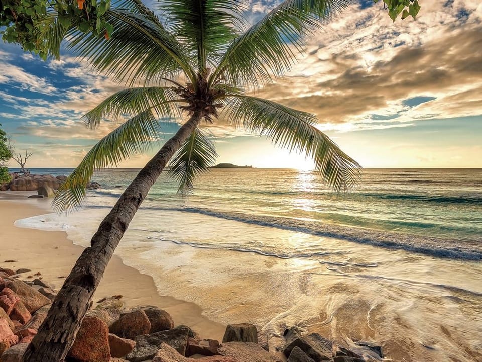 Fototapeta Palma na plaży o zachodzie słońca